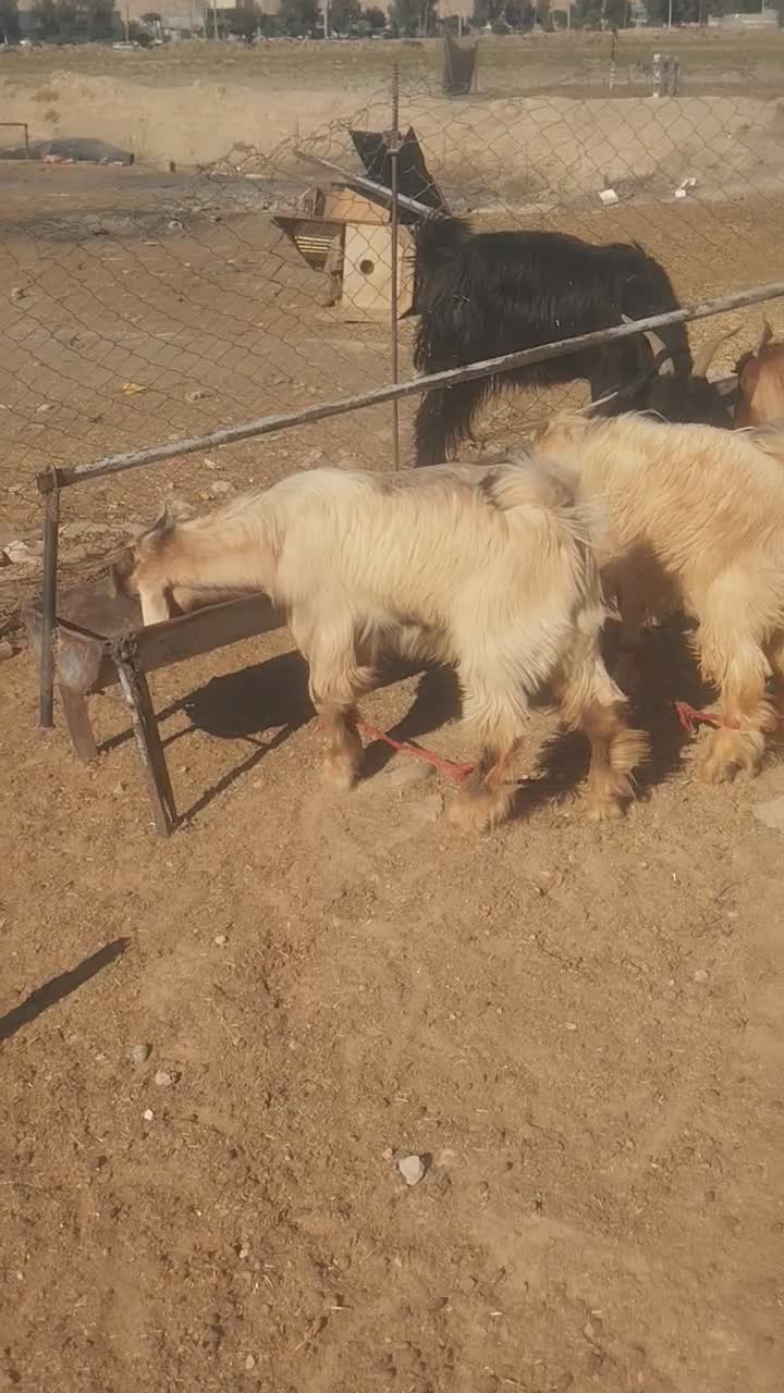 فروش 2عدد کهره نر و 2عدد بز|حیوانات مزرعه|رامهرمز, |دیوار