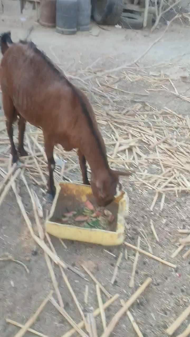 بربری دو ماه آبستن|حیوانات مزرعه|چابهار, |دیوار