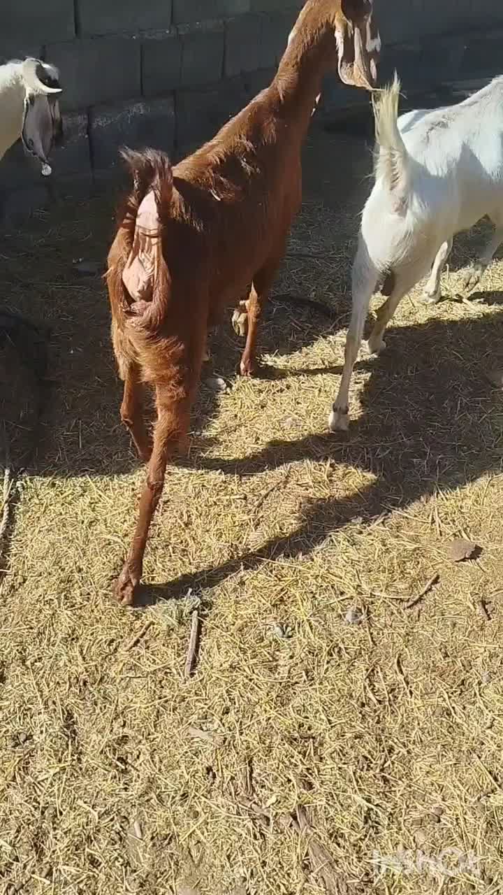 بز  نژاد دار|حیوانات مزرعه|جیرفت, |دیوار