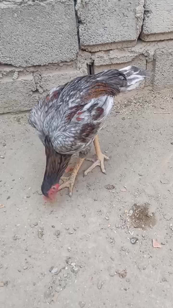 جوجه مرغ|حیوانات مزرعه|پشتکوه (سیستان و بلوچستان), |دیوار