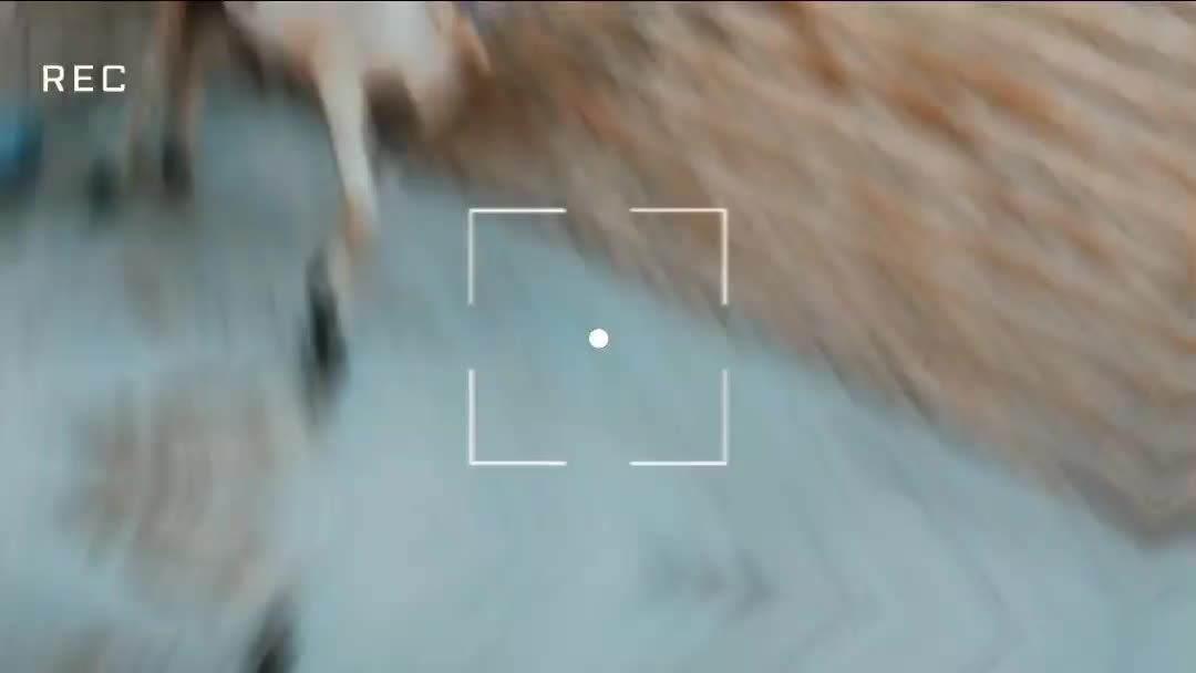 گوسفند بره قوچ|حیوانات مزرعه|بروجرد, |دیوار