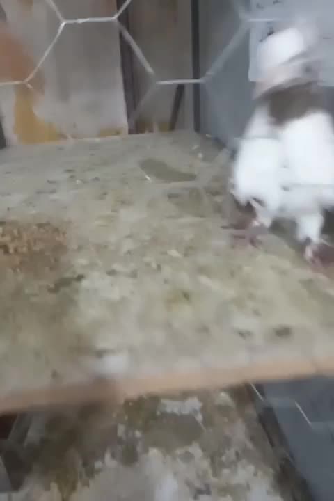 ۵۰۰تومن|پرنده|محمدیه-قزوین, |دیوار