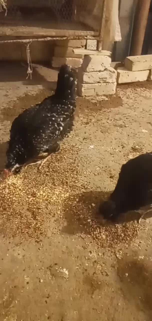 مرغ گلین|حیوانات مزرعه|تهران, جمال‌زاده|دیوار