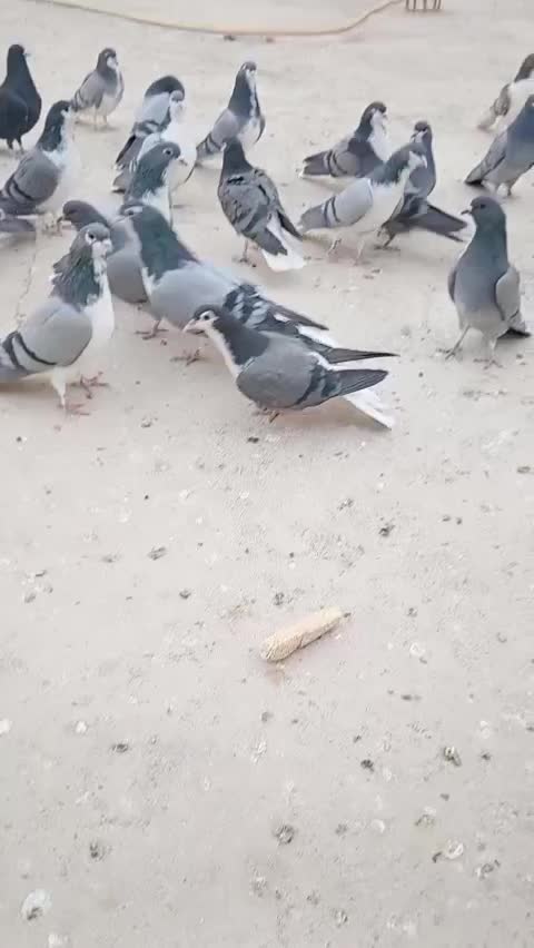 کفتر دمگیر|پرنده|حبیب آباد, |دیوار