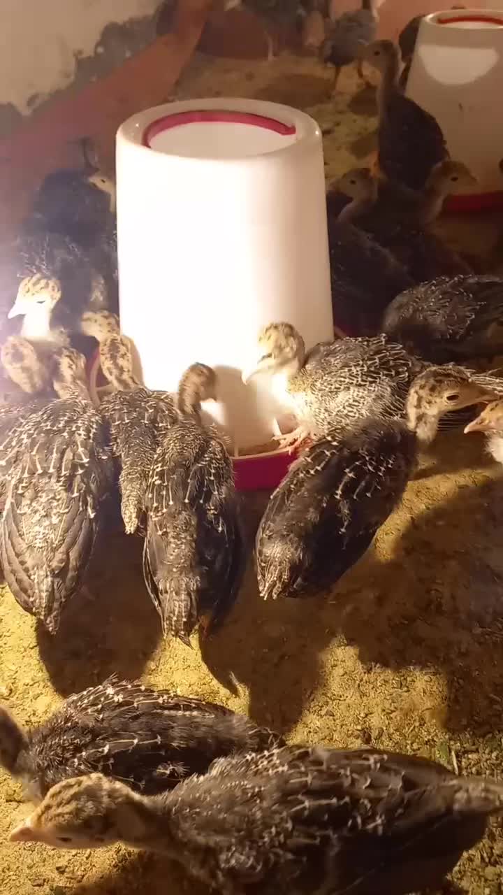 بوقلمون|حیوانات مزرعه|خوشاب, |دیوار