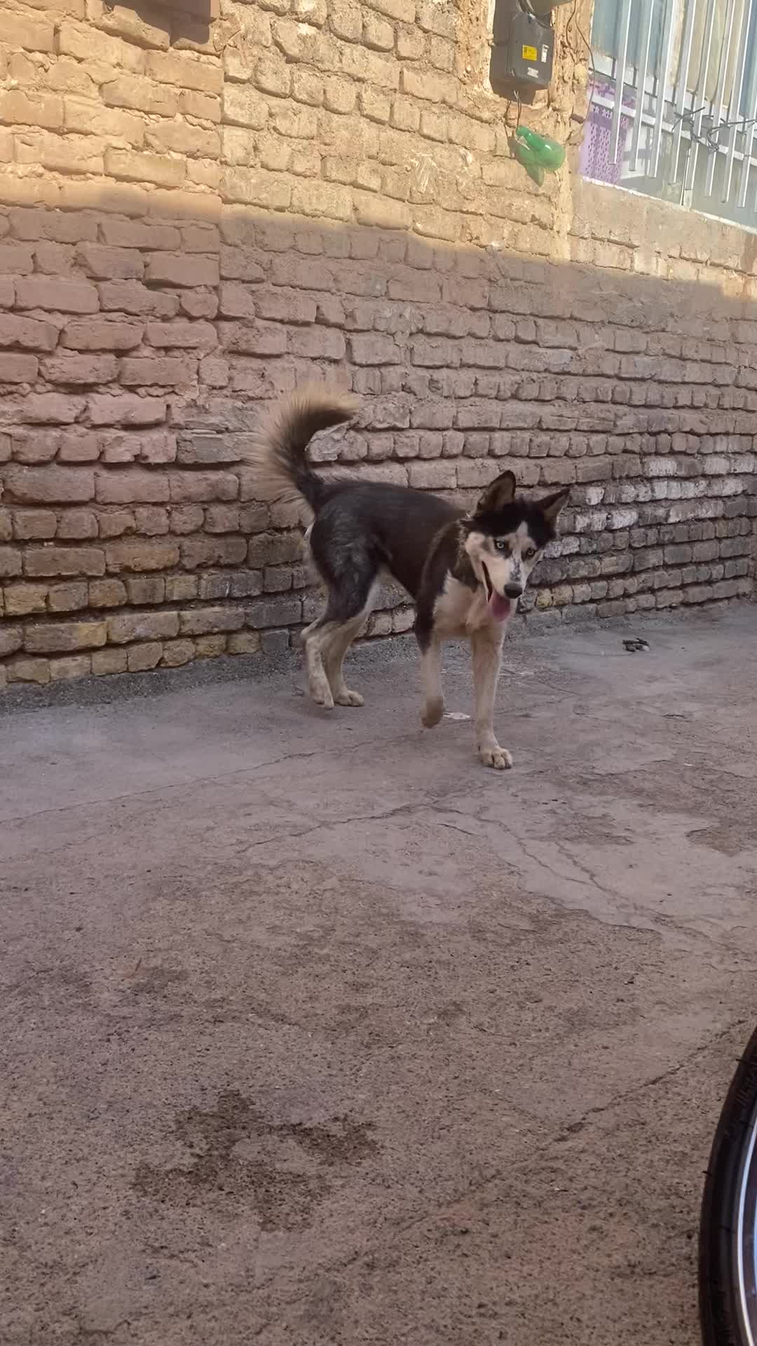 هاسکی ماده|سگ|تربت جام, پاسداران|دیوار