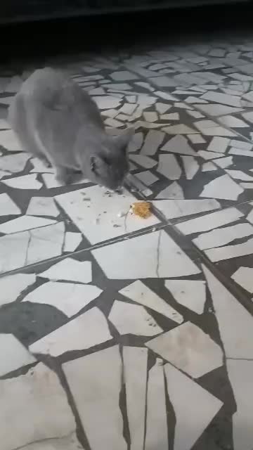 گربه نژاد داربسیار خوشکل رام|گربه|بابل, |دیوار