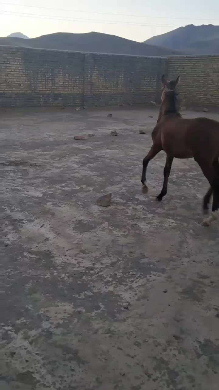 اسب|اسب و تجهیزات اسب‌سواری|ملایر, |دیوار