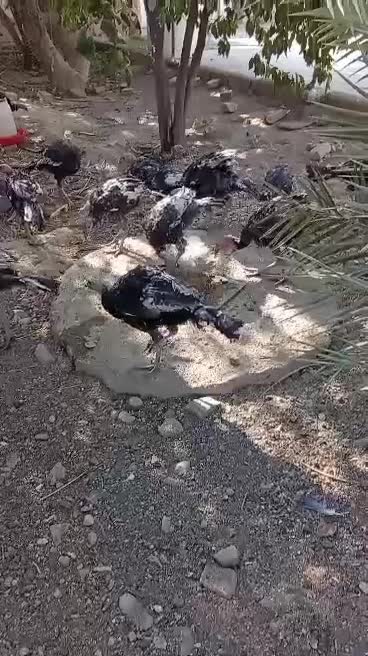 بوقلمون برنز امریکایی|حیوانات مزرعه|کوار, |دیوار