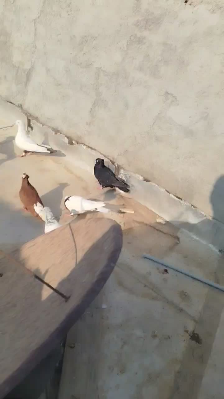 کفتر|پرنده|رامهرمز, |دیوار