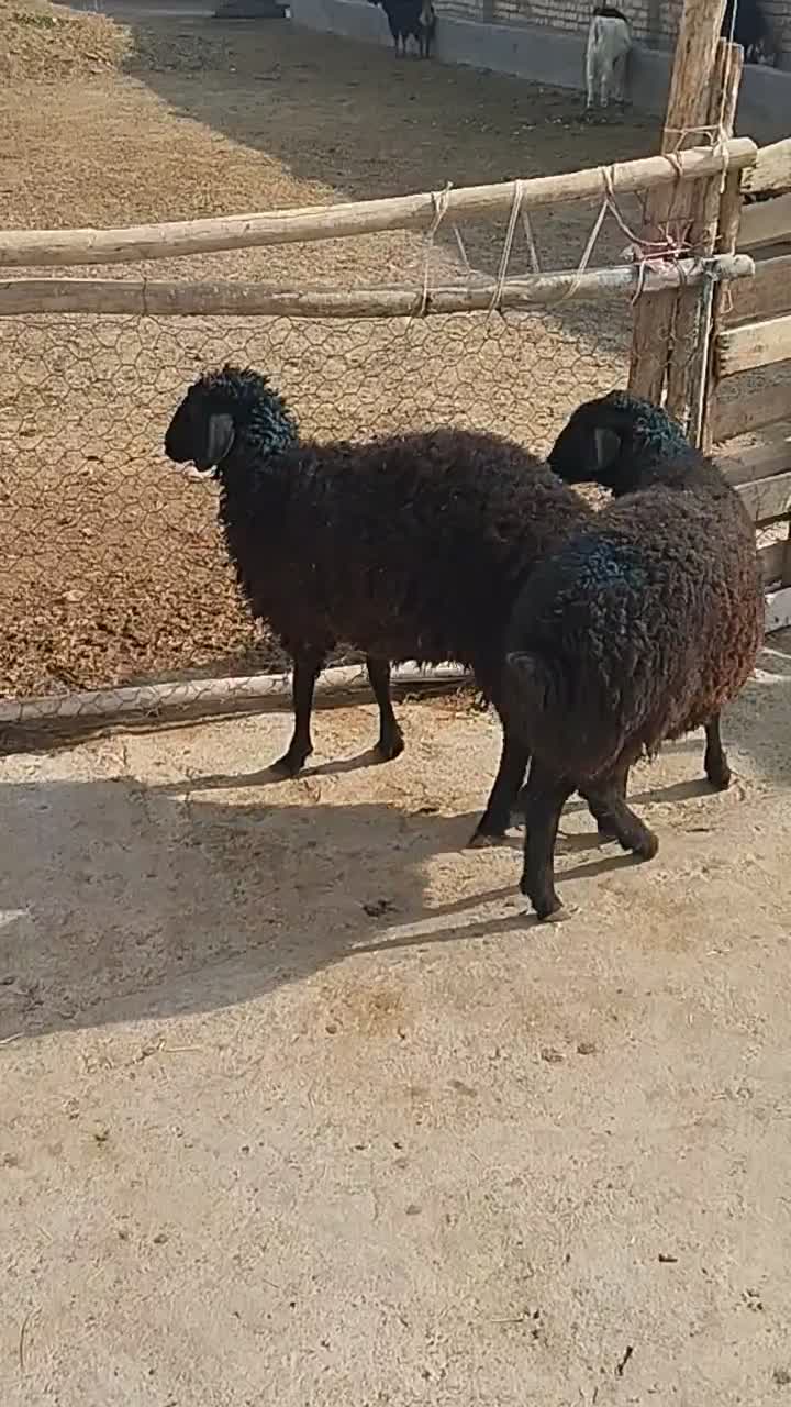 بره بره|حیوانات مزرعه|پیشوا, |دیوار