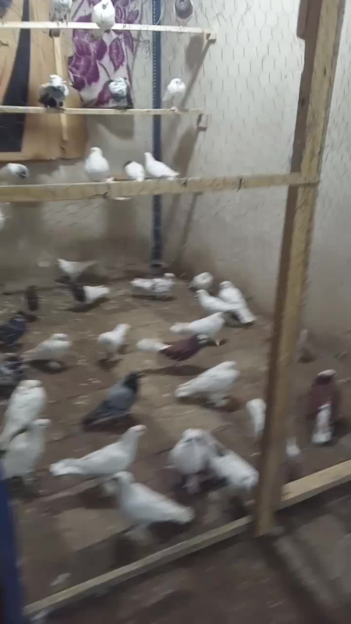 کبوتر سرای اسلام|پرنده|مرند, |دیوار