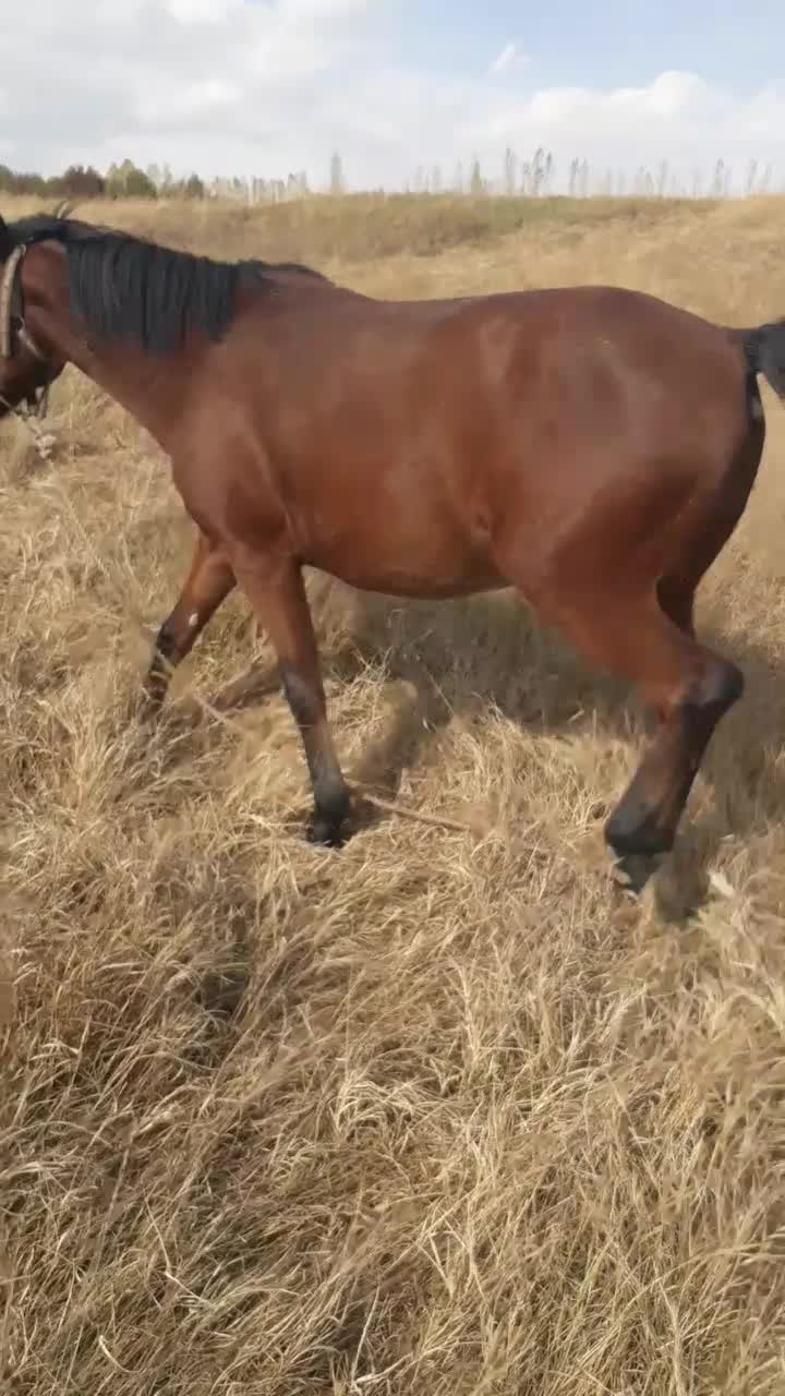 ۸ساله یخته باری|اسب و تجهیزات اسبسواری|ارومیه, |دیوار