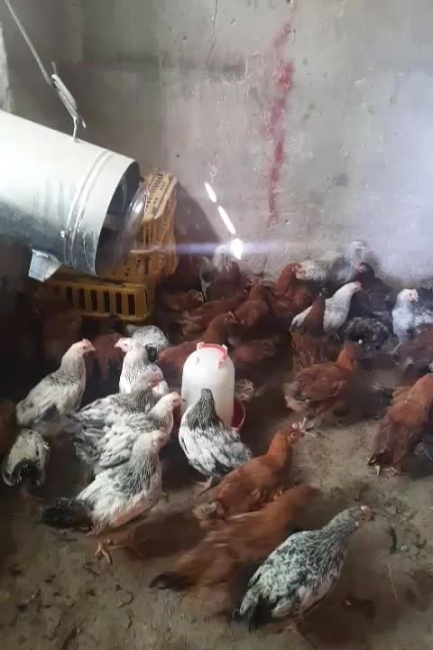 جوجه|حیوانات مزرعه|دهدشت, |دیوار