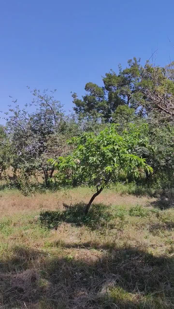 ۳۰۰۰هزار متر مربع باغ|فروش زمین و ملک کلنگی|سلماس, |دیوار
