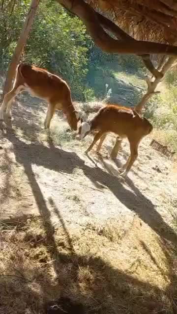 فروش گوساله جرسی نر با قیمت مناسب|حیوانات مزرعه|بندرعباس, |دیوار