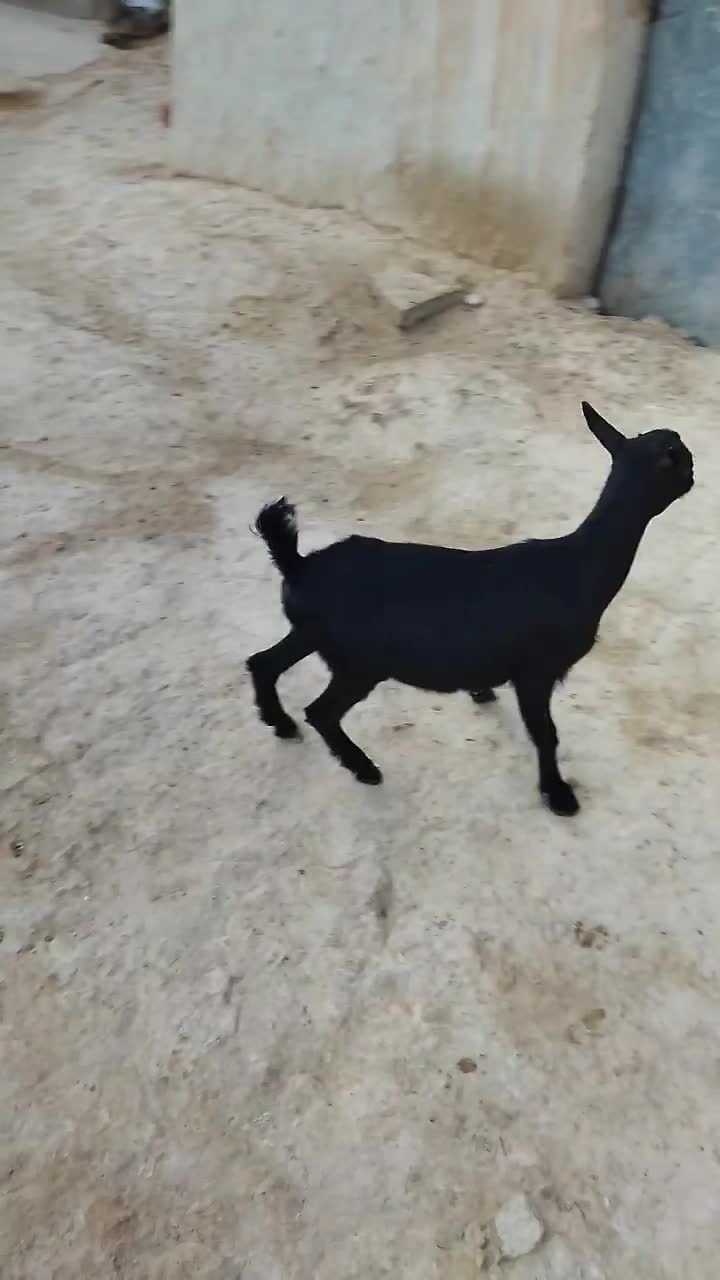 ۱عدد بزغاله ماد|حیوانات مزرعه|شیرین‌سو, |دیوار