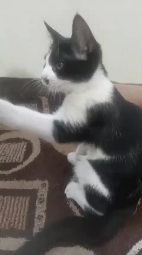 واگذاری بچه گربه نر تاکسیدو|گربه|تهران, جیحون|دیوار