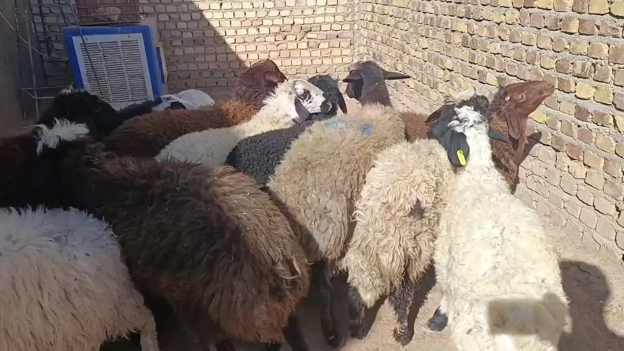 25راس بره شالی|حیوانات مزرعه|کرج, شهرک فرهنگیان|دیوار