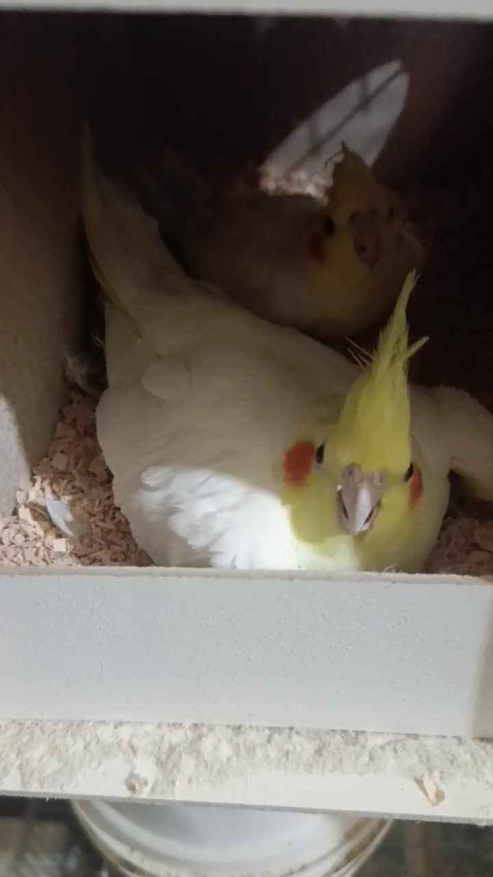 عروس لوتینو|پرنده|قم, شهرک امام حسین|دیوار