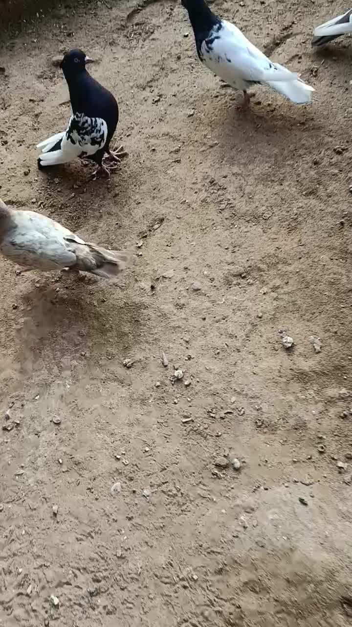 کبوتر|پرنده|اهواز, غیزانیه|دیوار