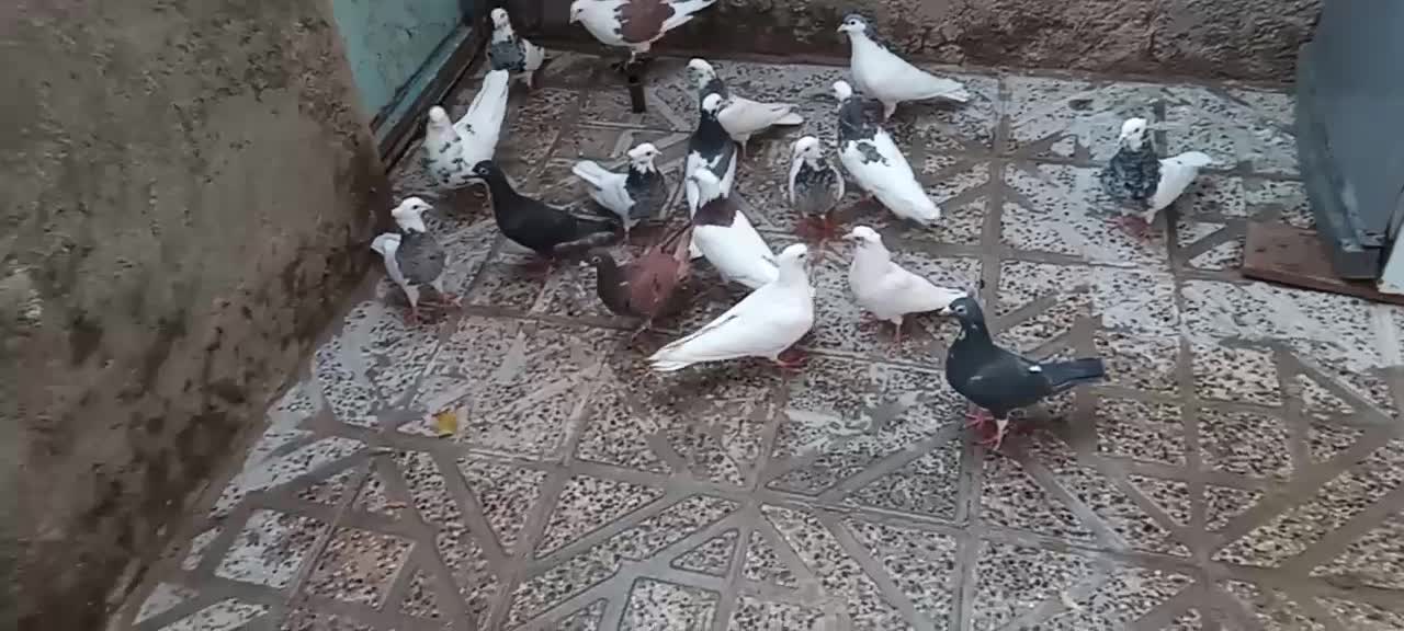 یک بوم کبوتر|پرنده|زیرکوه, |دیوار