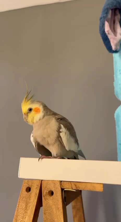 عروس هلندی گم شده|پرنده|مهاجران, |دیوار