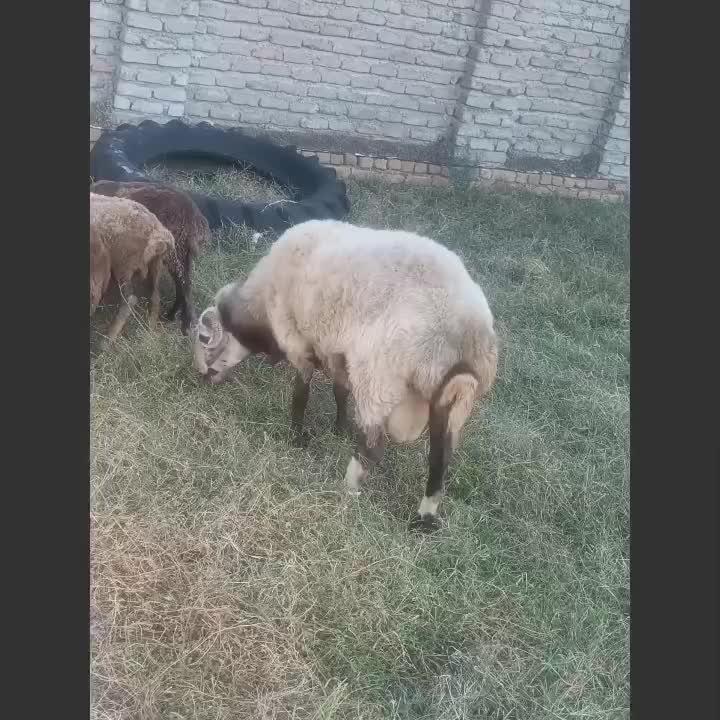 قوچ|حیوانات مزرعه|گمیشان, |دیوار