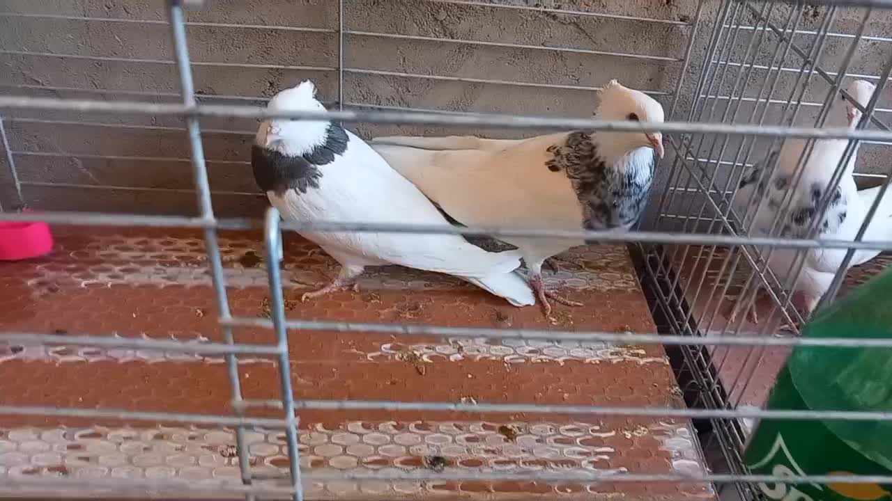 طوقی|پرنده|اشکذر, |دیوار