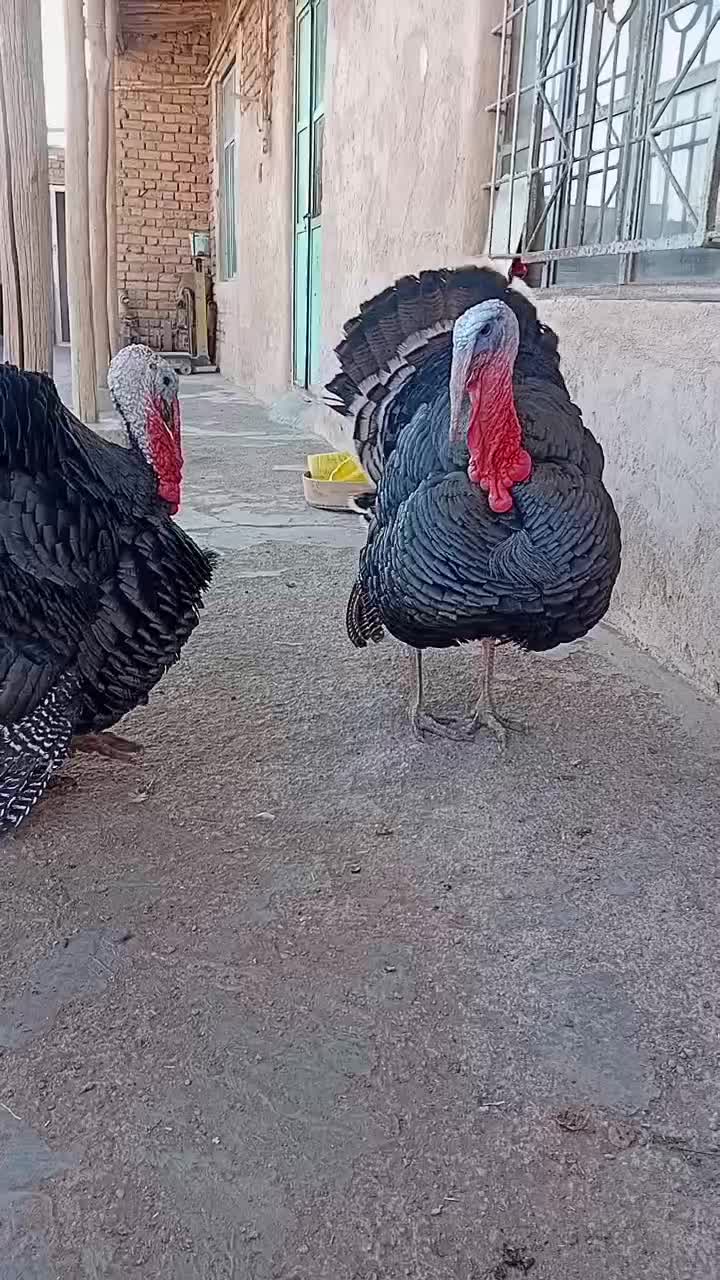 بوقلمون ارگانیک محلی|حیوانات مزرعه|تاکستان, |دیوار