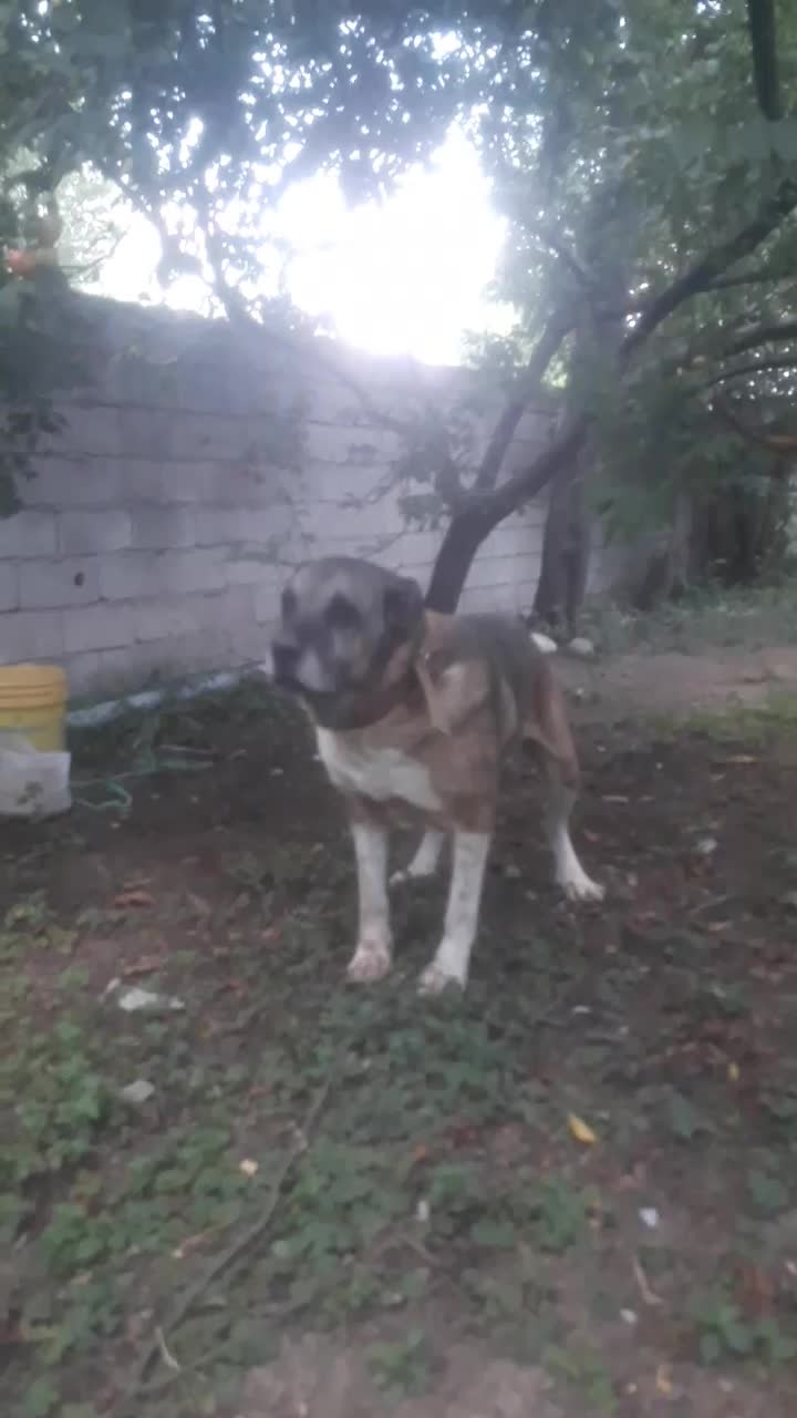 سک سرابی|سگ|ماسال, |دیوار