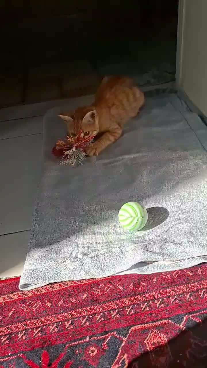 گربه نارنجی ماده سه ماهه|گربه|فردیس, شهرک ناز|دیوار