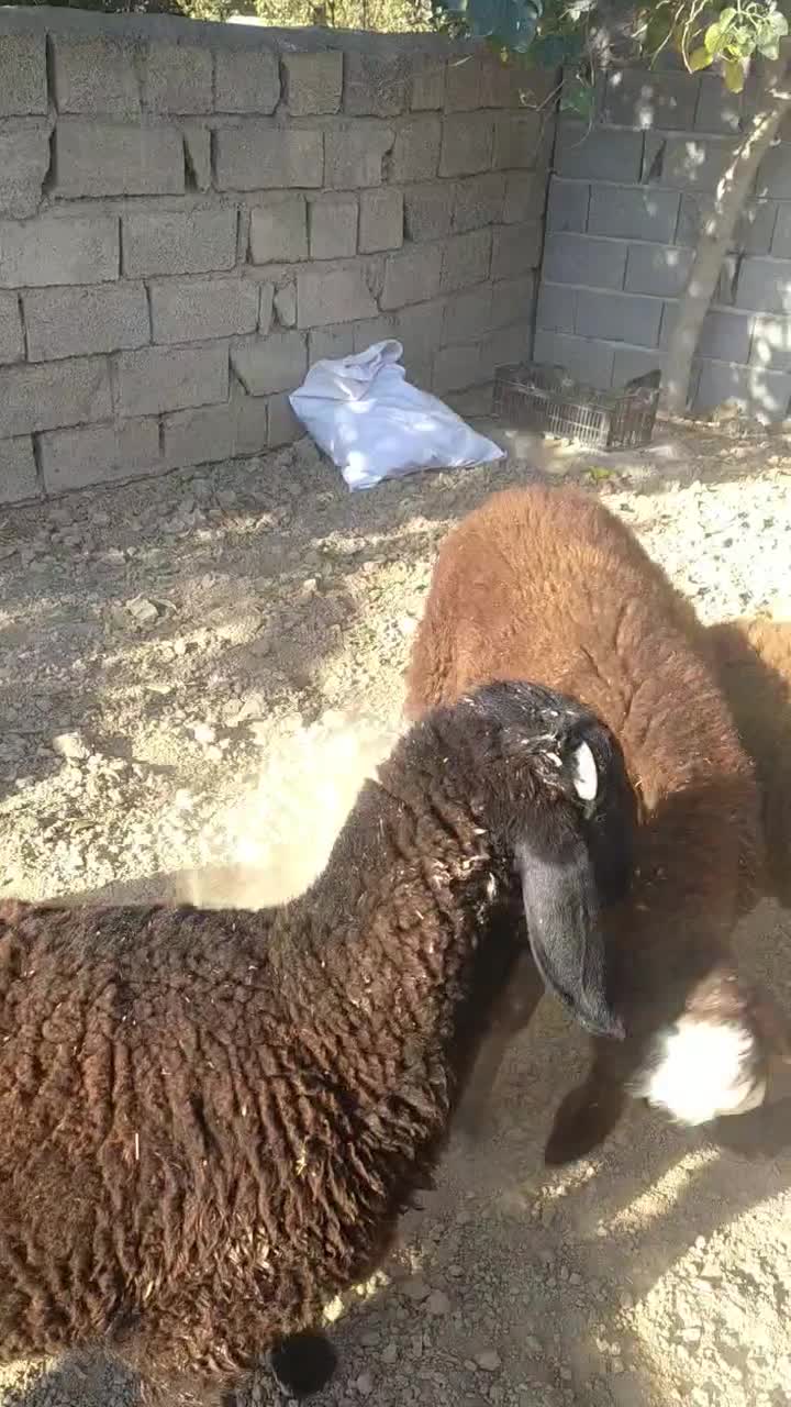 نر بره افشاری وکردستانی|حیوانات مزرعه|انبارآلوم, |دیوار