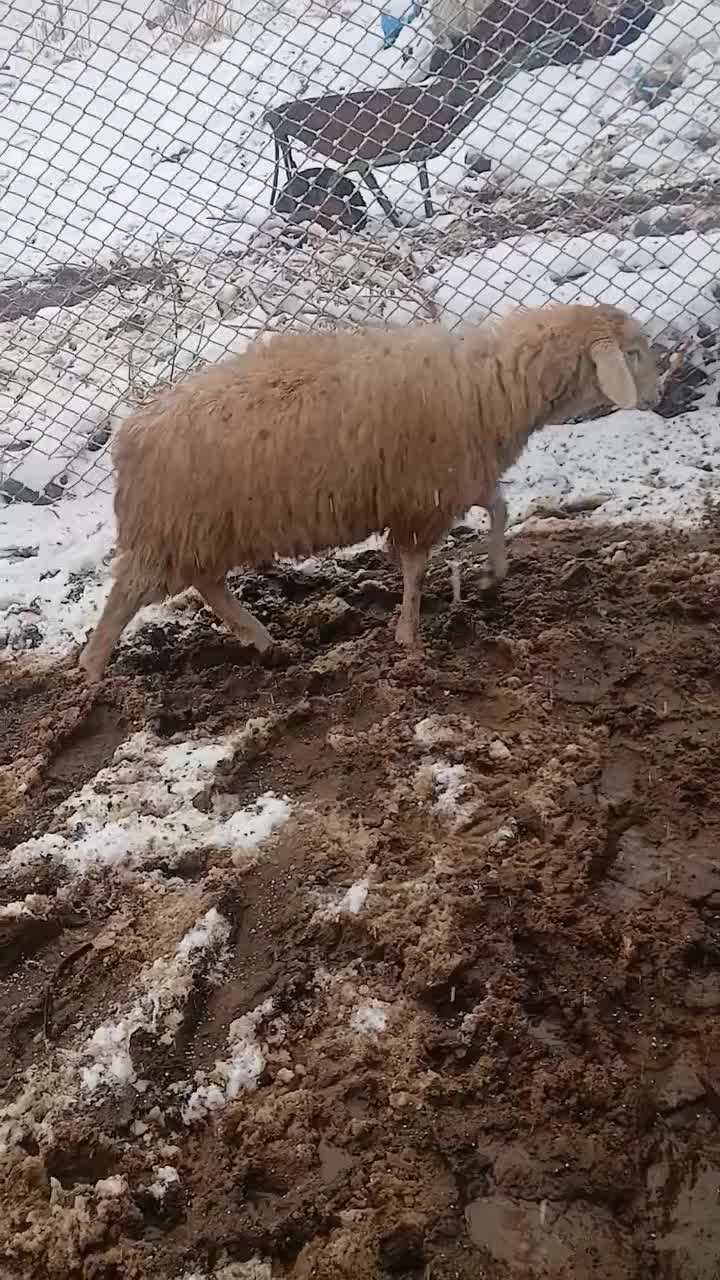 گوسفند فومن|حیوانات مزرعه|مشگین شهر, |دیوار