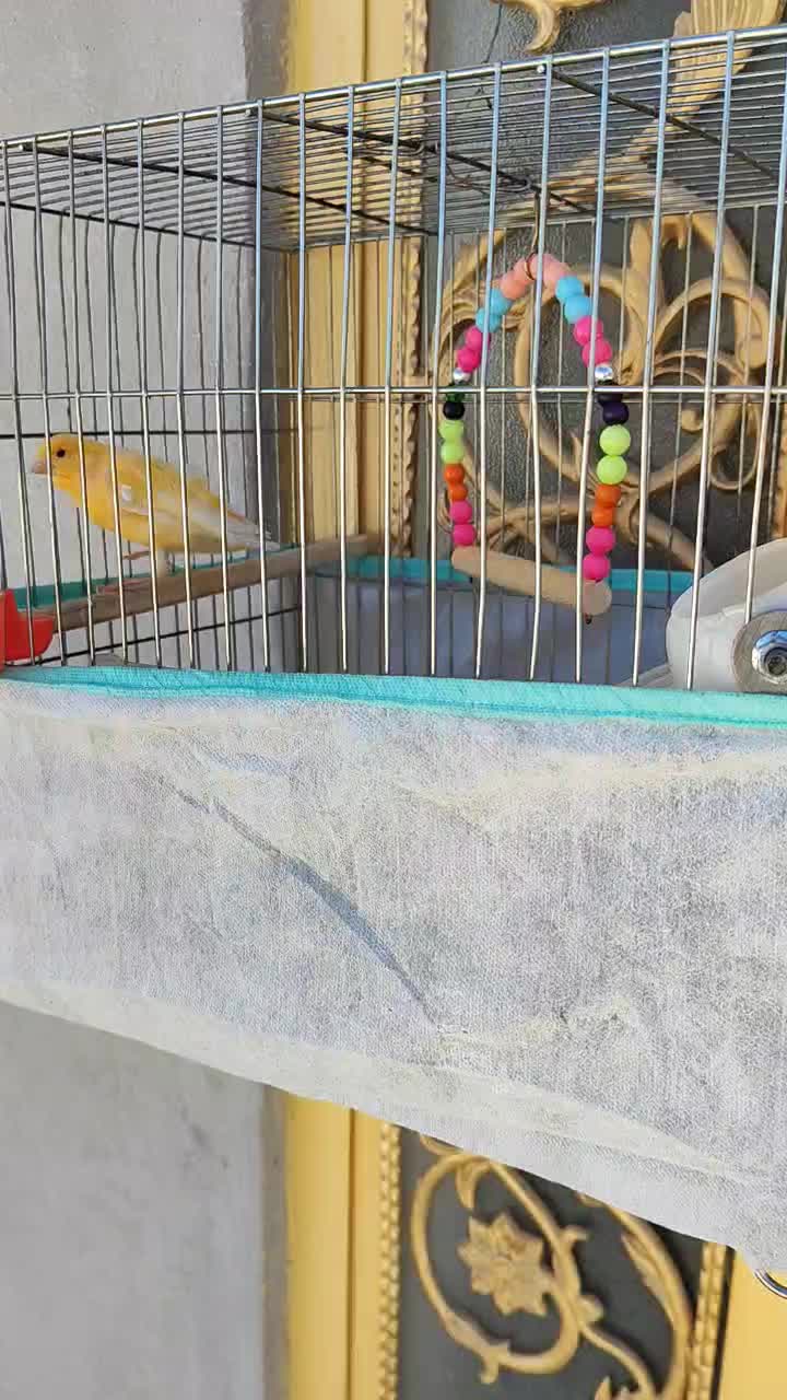 قناری سر حال و خوش صدا|پرنده|سرپل ذهاب, |دیوار