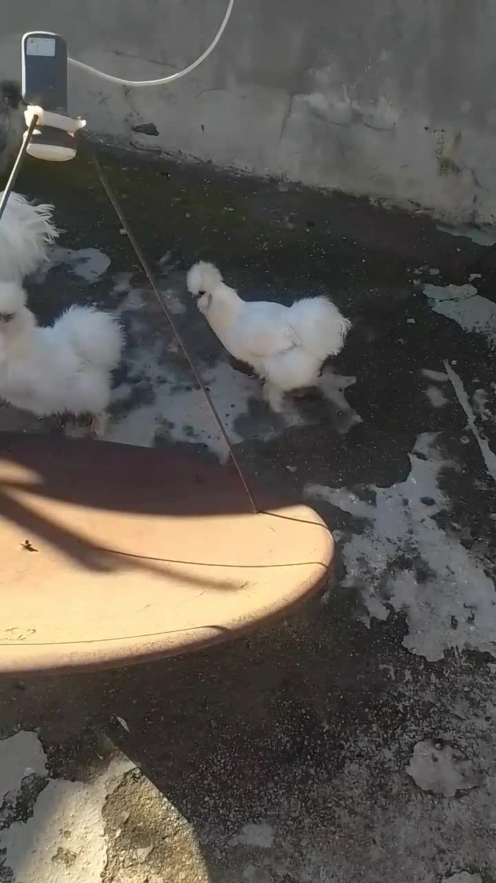 تخم ابریشمی|حیوانات مزرعه|گرگان, |دیوار