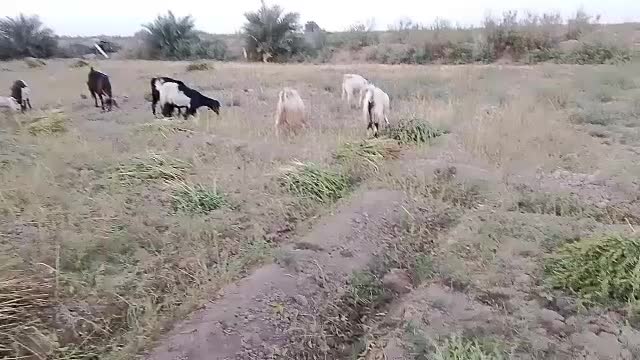 بز ۸ عدد|حیوانات مزرعه|حمیدیه, |دیوار