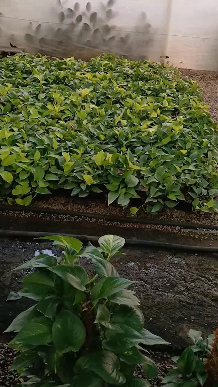 پتوس نشایی ریشه پر|گل و گیاه طبیعی|قم, چهل درخت‎|دیوار