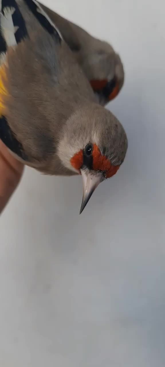 سهره تازه گیر|پرنده|بندر انزلی, بی بی حوریه|دیوار