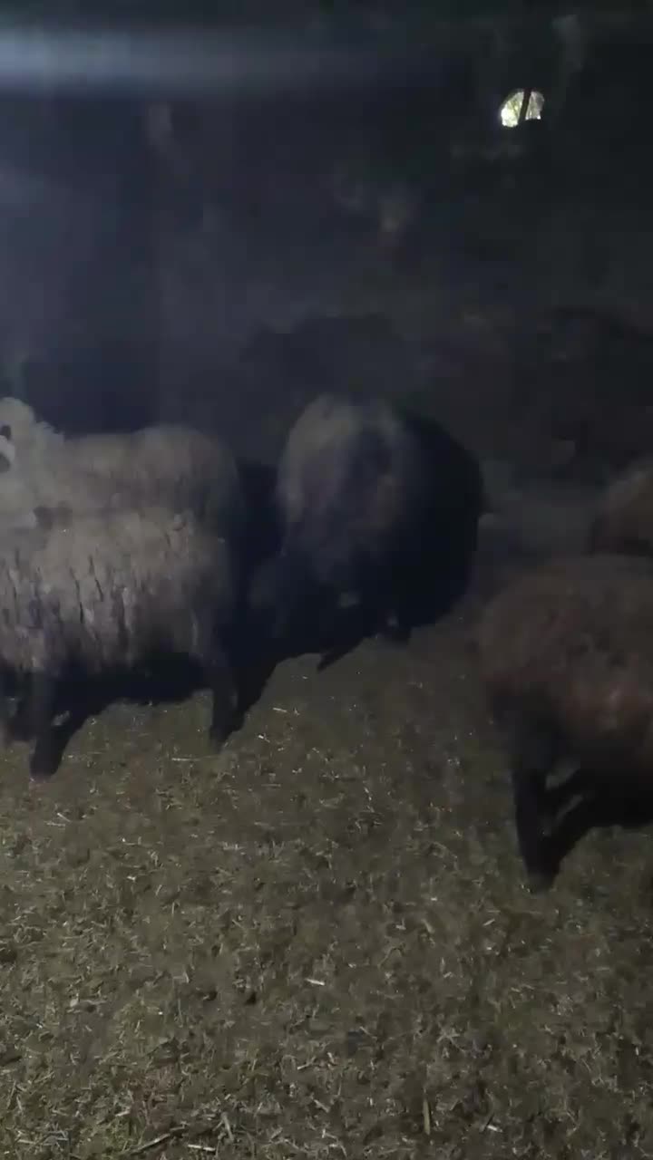 قوچ افشار|حیوانات مزرعه|صحنه, |دیوار