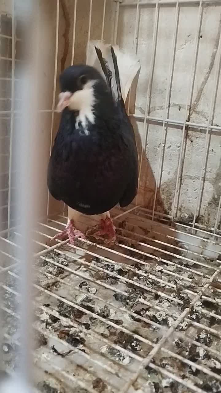 خوشرنگ|پرنده|اهرم, |دیوار