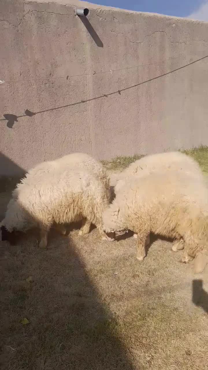 بره قوچ سنجابی کاور ورن گوسفند|حیوانات مزرعه|ماهیدشت, |دیوار