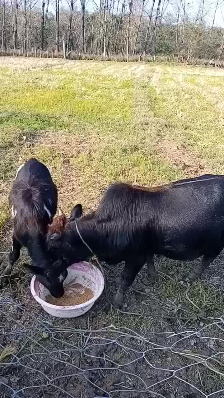 کلچه|حیوانات مزرعه|تالش, طولارود|دیوار