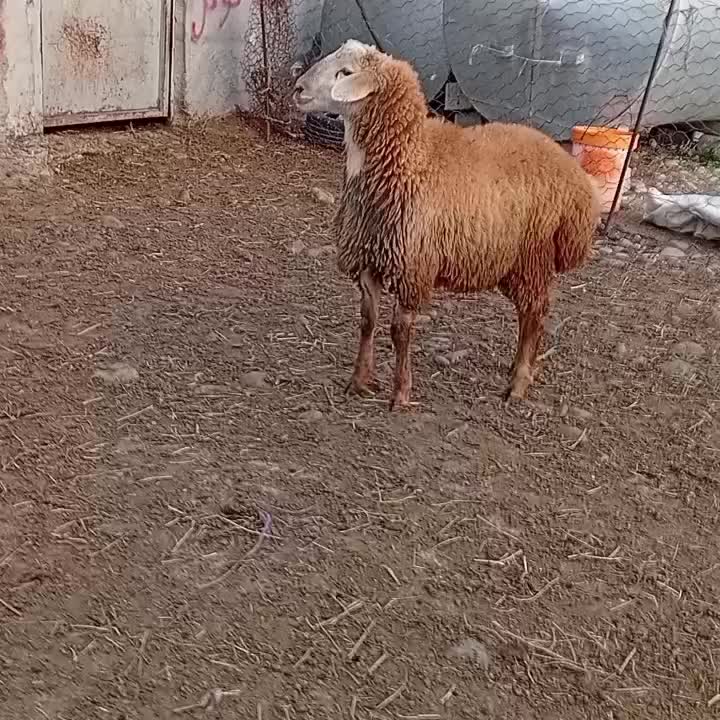 بره نر قوچی اصل دامازدخ مغانی فومن|حیوانات مزرعه|قشلاق دشت, |دیوار