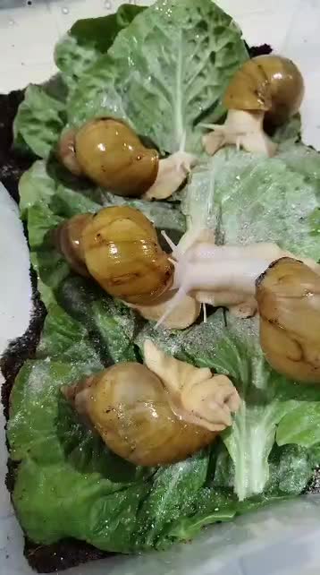 حلزون|خزنده|تهران, نصرت|دیوار