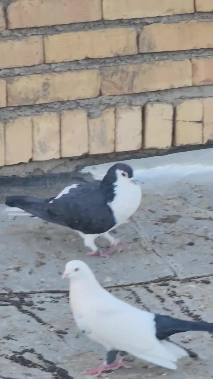 کبوتر چادری|پرنده|بیجار, |دیوار