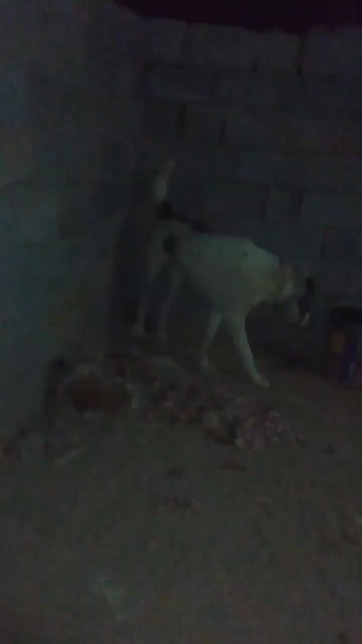 دو عدد دیونه ب فروش میرس|سگ|قائن, |دیوار