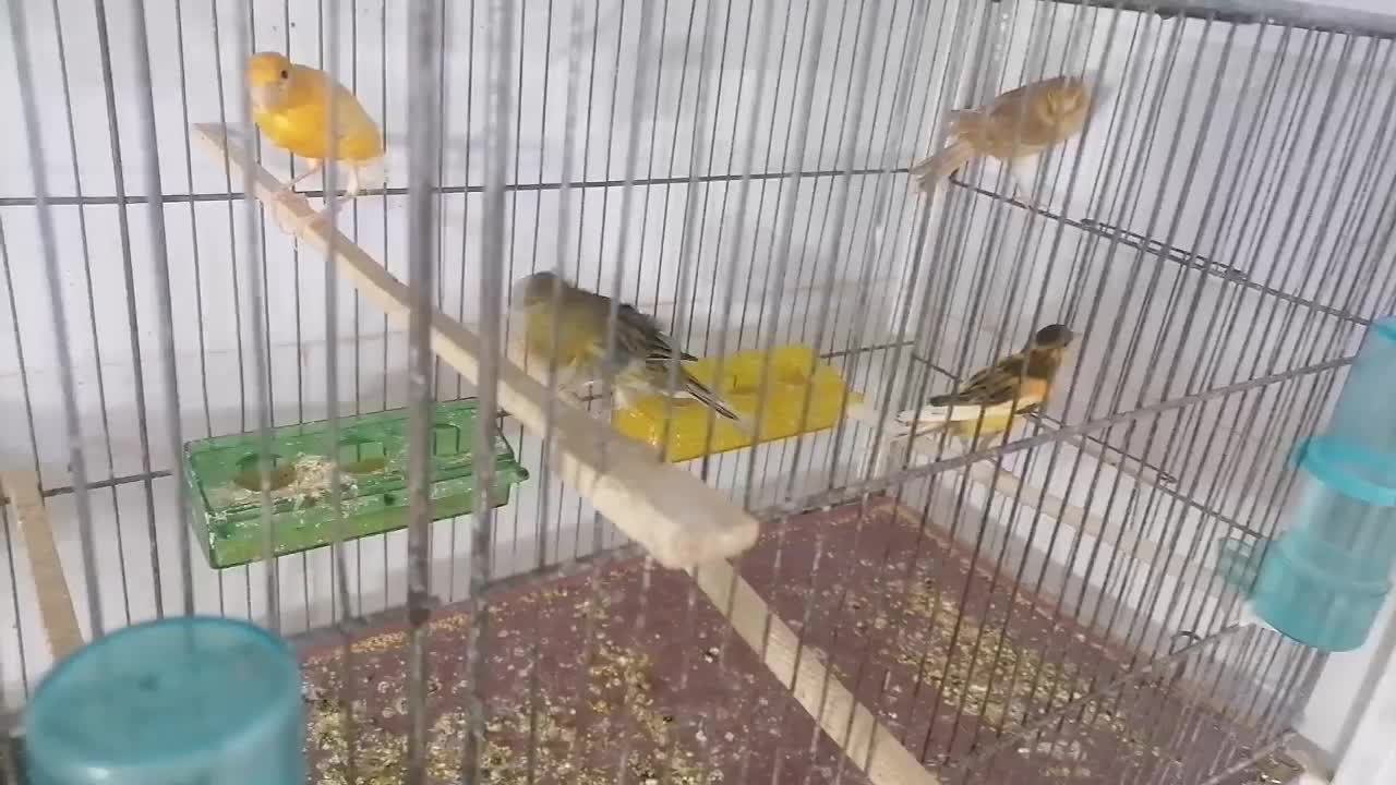 قناری|پرنده|بیرجند, |دیوار