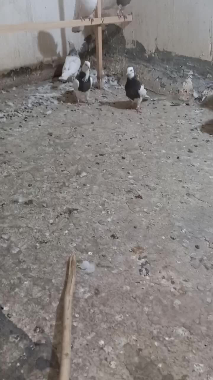 کبوتر فروشی سبز خال قرمز دو تا طوقی جوجه|پرنده|تهران, ارامنه|دیوار