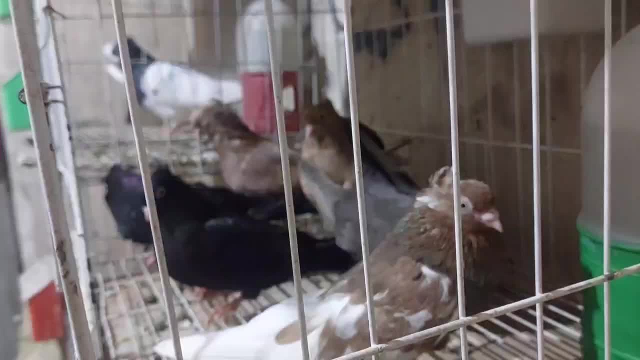 چشنوک|پرنده|مسجد سلیمان, |دیوار